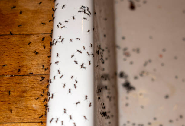 Bird Control in Port St Lucie, FL